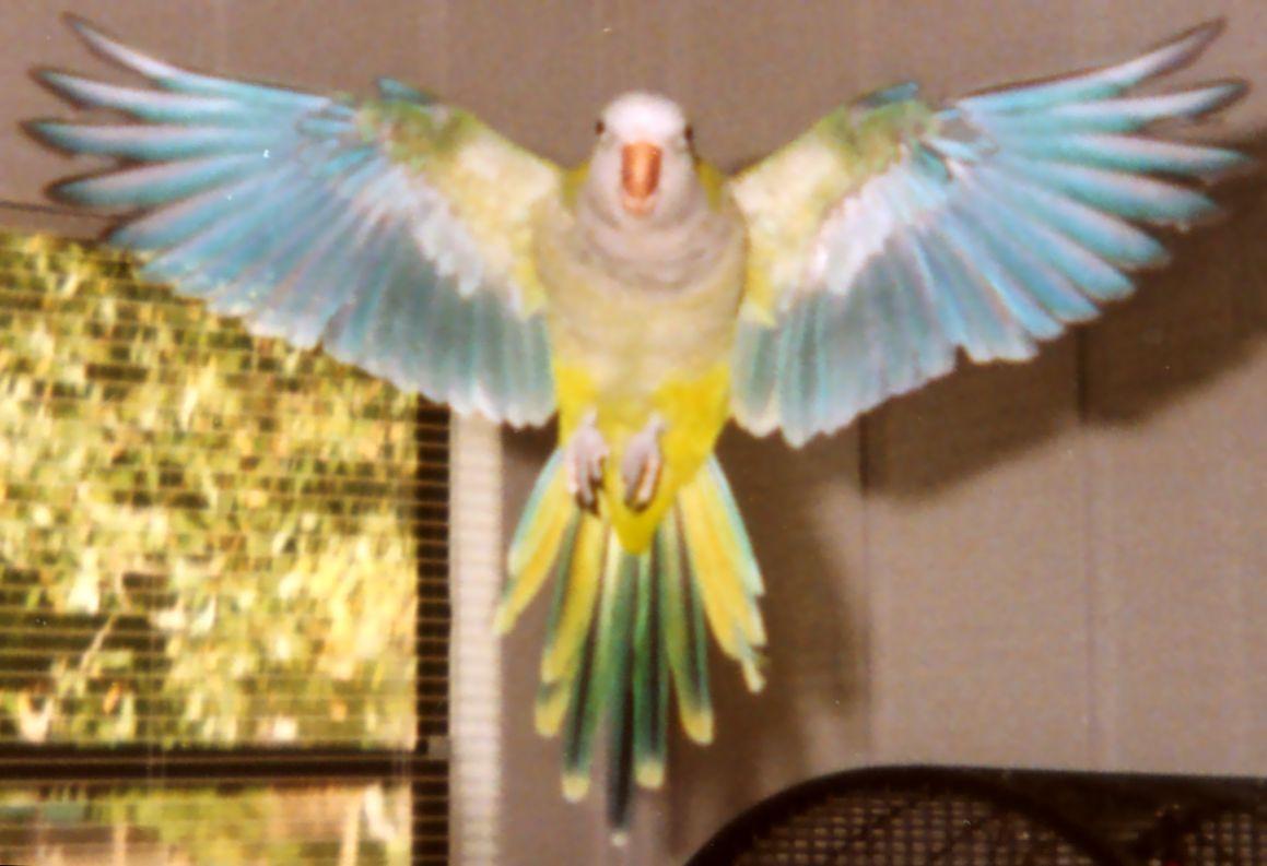 My Quaker Parrot