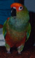 Scarlet, the Golden-Capped Conure